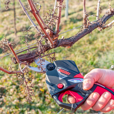 Pruning